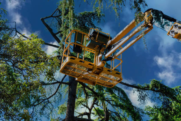 Best Tree Disease Treatment  in Balcones Heights, TX