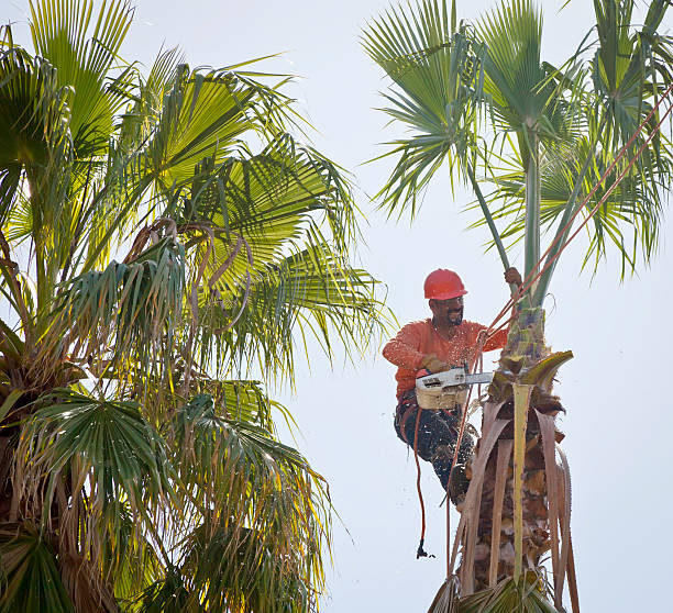 Best Lawn Maintenance Plans  in Balcones Heights, TX